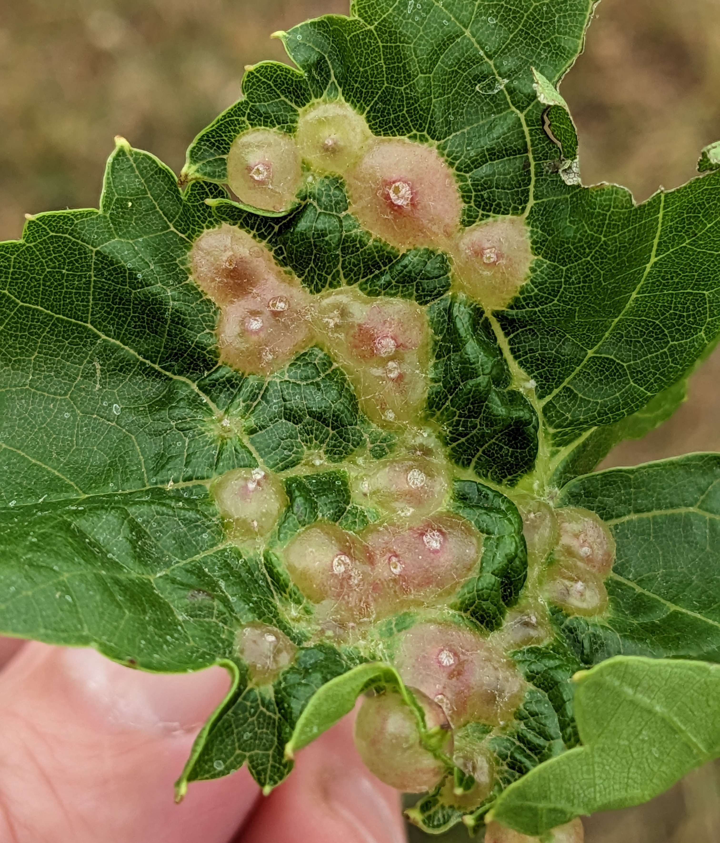 Grape tumid gallmaker infestation on leaf.